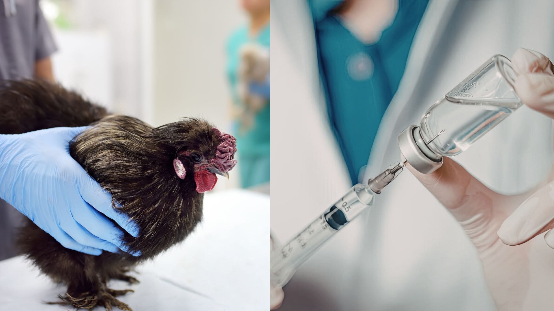 Vtáčia chrípka sa šíri, vedci konajú: Spúšťajú test novej vakcíny