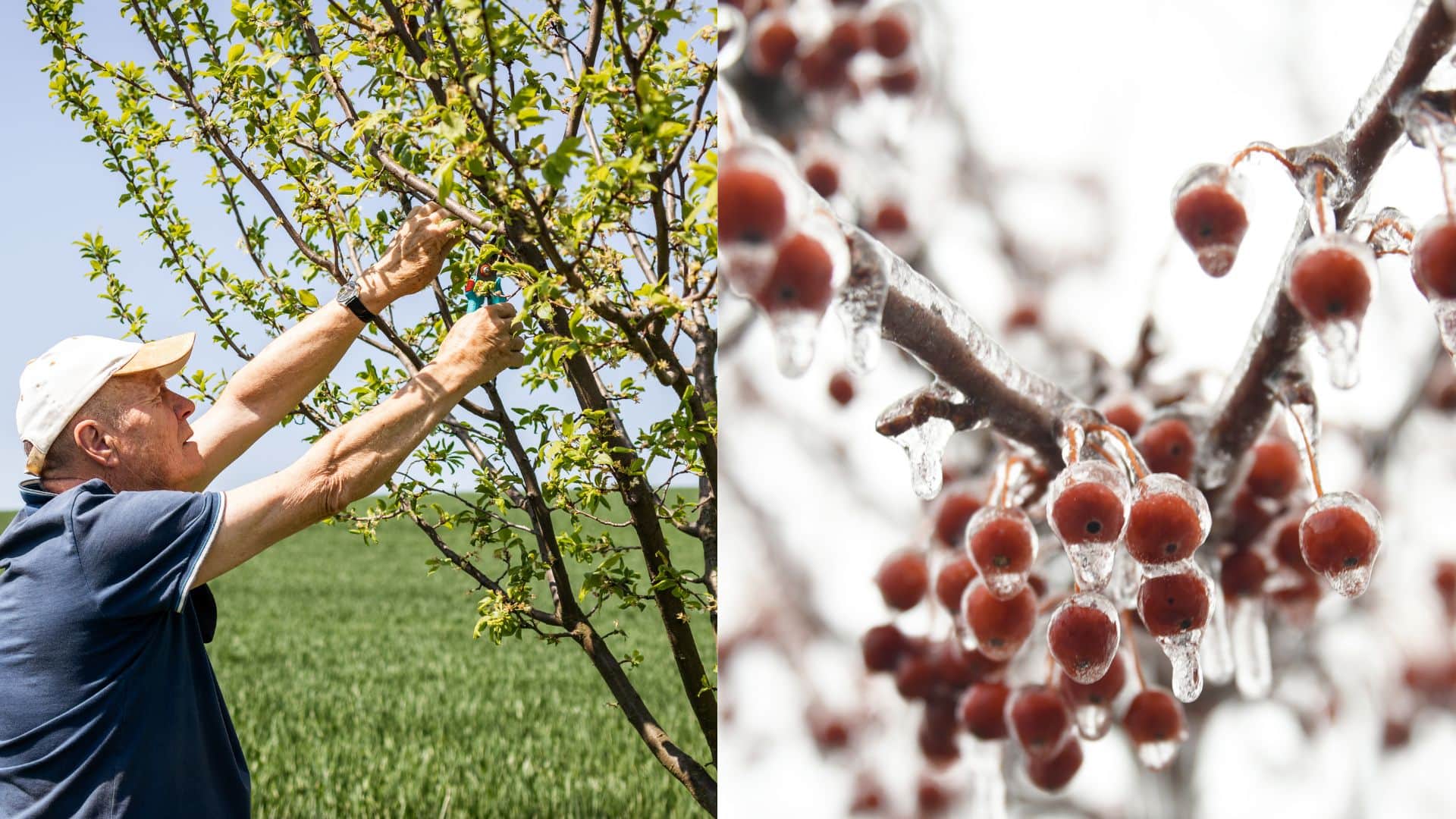 Sucho sa zhoršuje: Dážď nepríde ešte 9 dní, Slovensko medzitým zasiahli mrazy