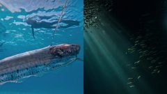 Hlbinný „Nostradamus“ sa objavil na plytčine: Svedkovia spanikárili, tvrdia, že ide o varovanie pred veľkou prírodnou pohromou