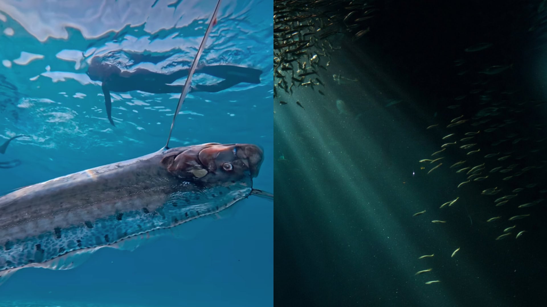 Na snímke ryba súdneho dňa a oceán