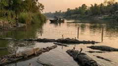 Krajina chystá netypickú ochranu hraníc: Proti migrantom nasadí jedovaté hady a nebezpečné krokodíly