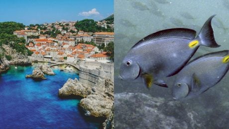 Jadran má nový postrach pláží. V Chorvátsku sa objavil tropický „chirurg“, vedci dvíhajú varovný prst