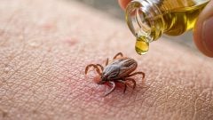 Kliešťová sezóna štartuje: Odborníčka varuje pred fatálnou chybou, Slováci hazardujú so zdravím