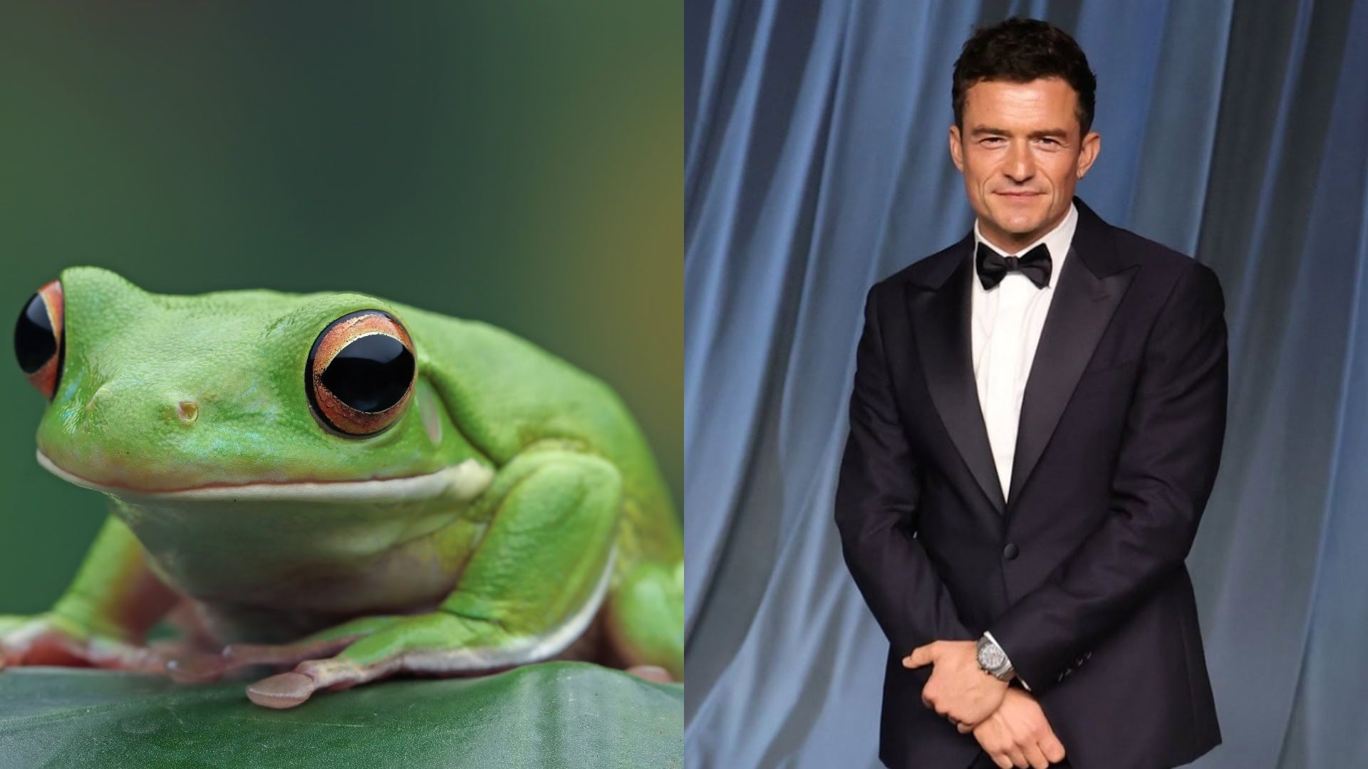 Na snímke žaba a Orlando Bloom.