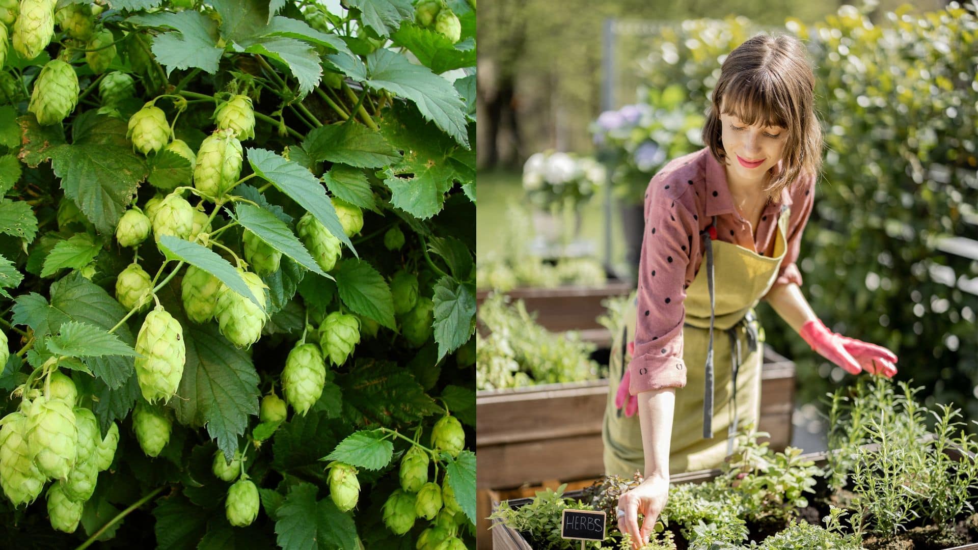 Rastie takmer v každej záhrade, no Slováci ho pova