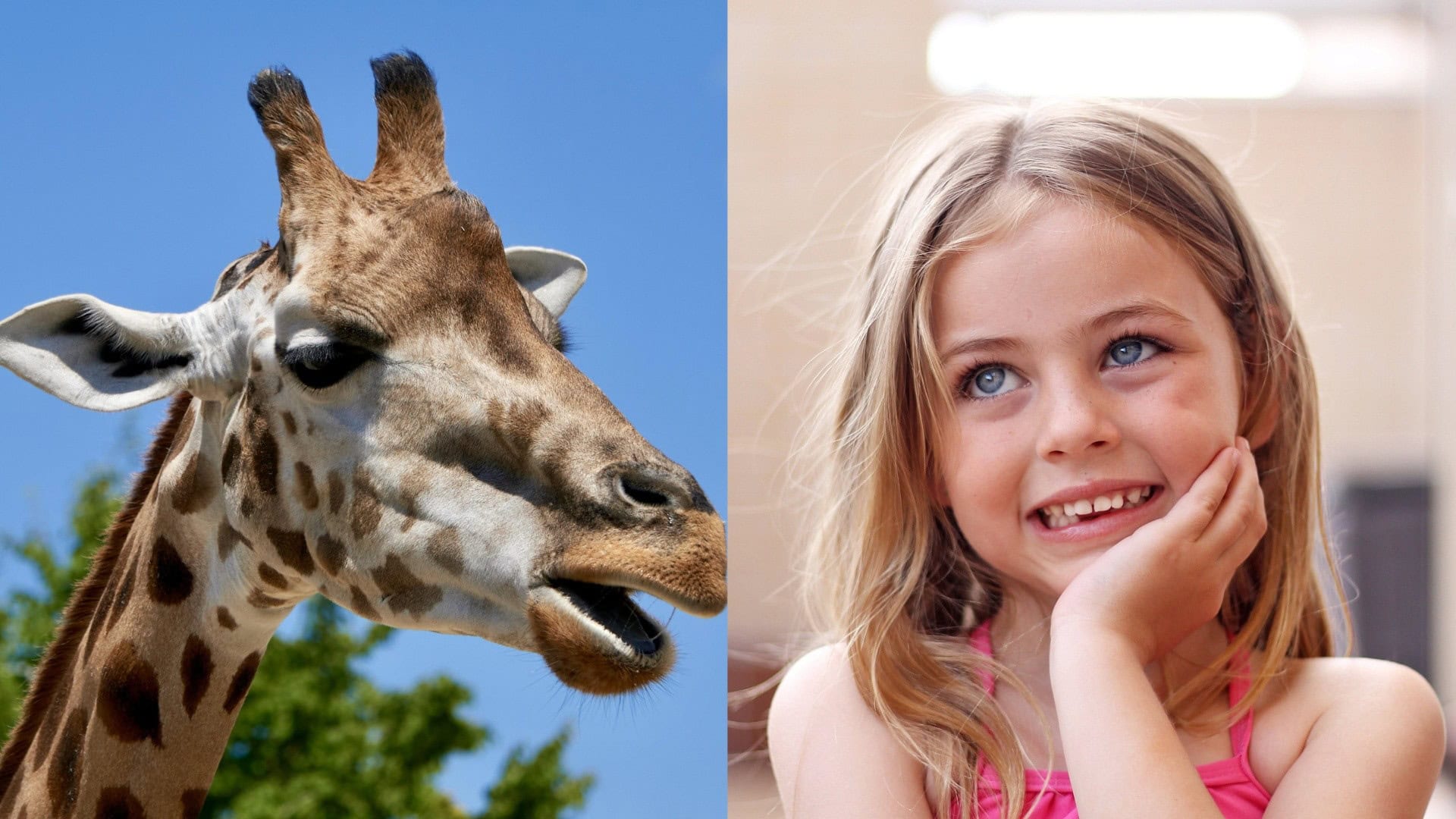 Slovensko bude mať novú zoo