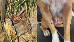 VIDEO „Štyri roky žijeme v strachu,“ tvrdí rodina z východu. Vretenice im napadli psa, starostka hovorí o neškodných užovkách