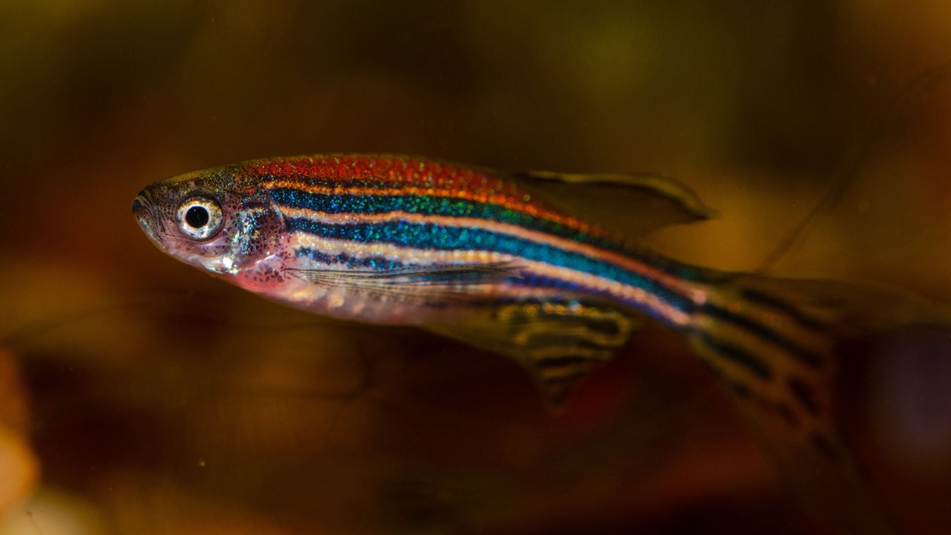 Ryba (Danio Rerio)