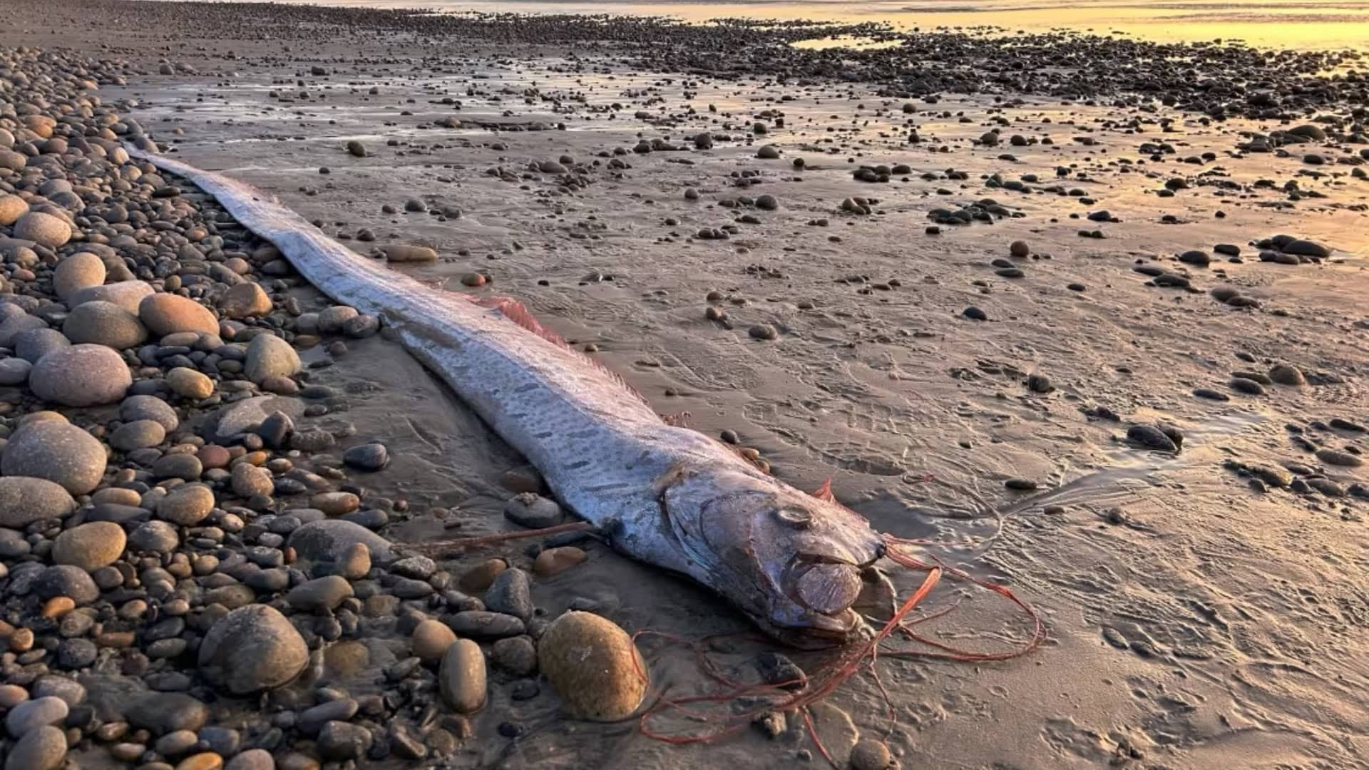 oarfish