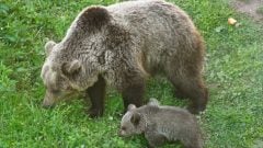 Medveď naháňa strach v malej obci na východe Slovenska, občania spísali petíciu. Boja sa o svoju bezpečnosť
