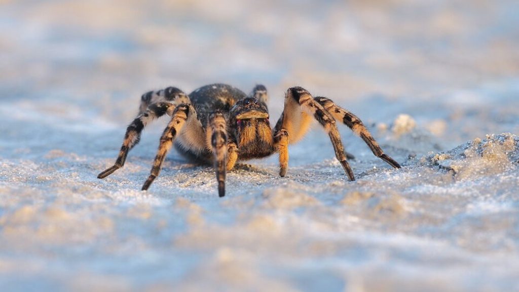 juhoruská tarantula, pavúk