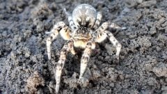 juhoruská tarantula, pavúk
