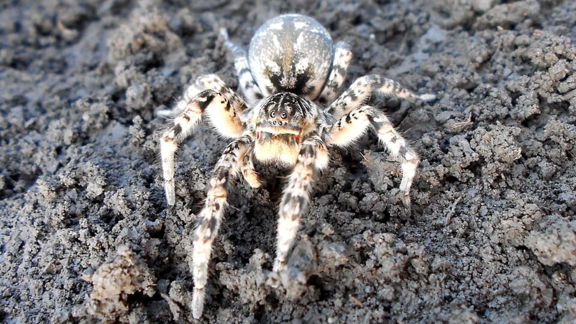 juhoruská tarantula, pavúk