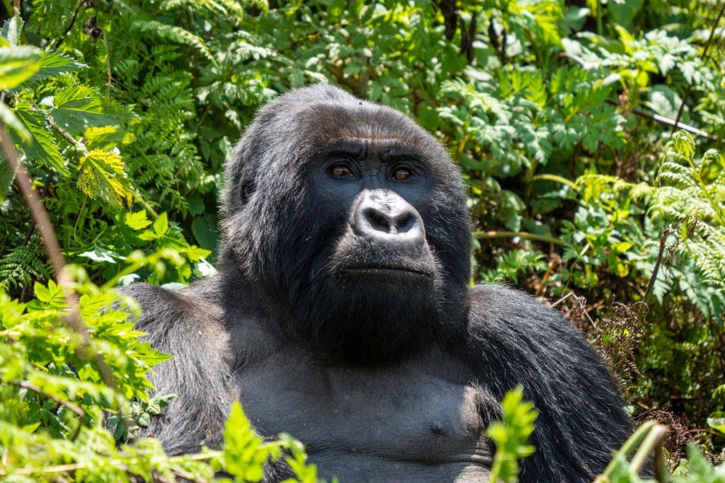 uganda_2