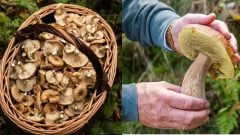 Aj 4 200 eur za kilo: Vzácne huby lákajú gurmánov, gastronomické poklady rastú aj na Slovensku
