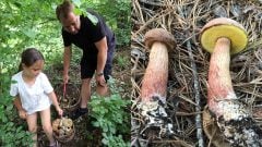 Jedlá huba sa šíri čoraz bližšie k Slovensku. Pôvodné druhy môže vytláčať