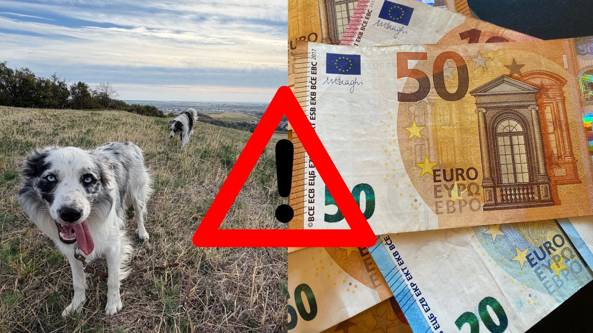 Pokuta aj 3 000 eur: Bežné chyby psíčkarov, ktoré robia denne a ani o tom nevedia